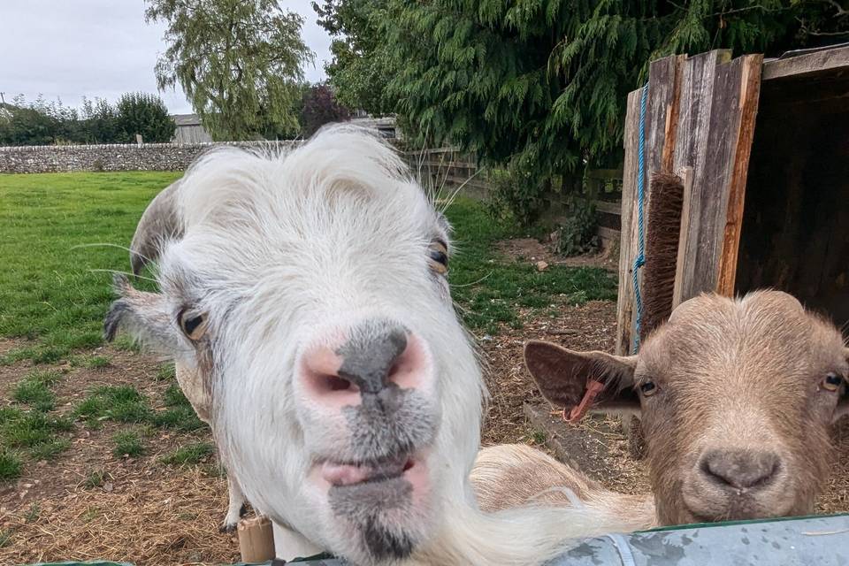 Bubbles and Gloria the goats