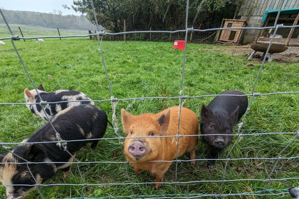 Four little piggies