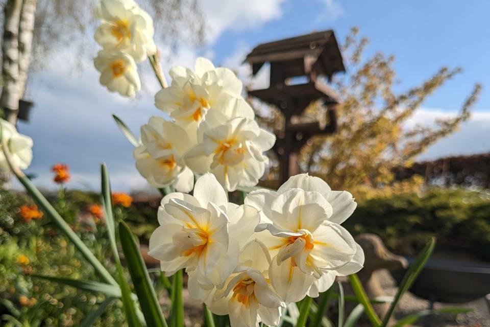 Spring in The Rose Garden