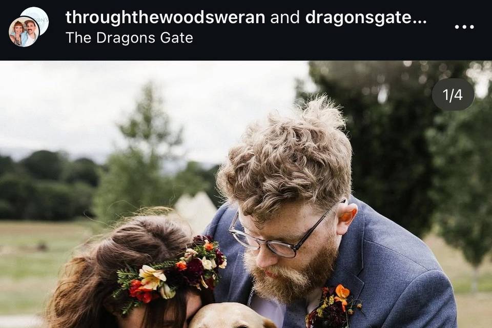 Dogs