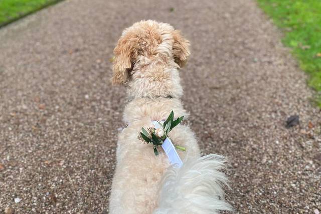 Hannah's Wedding Dog Chaperone