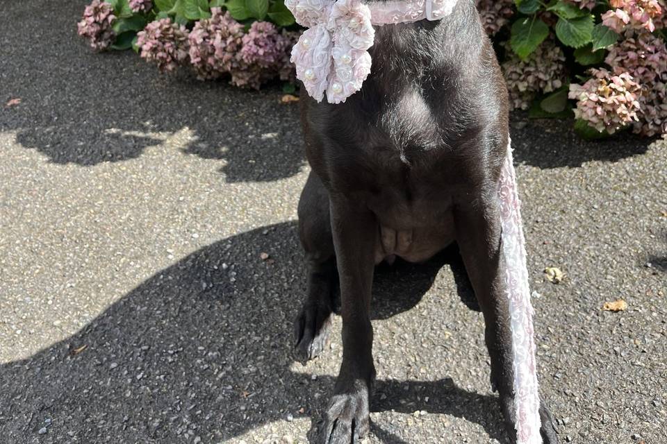 Poppy