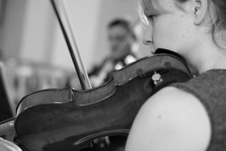 Violin