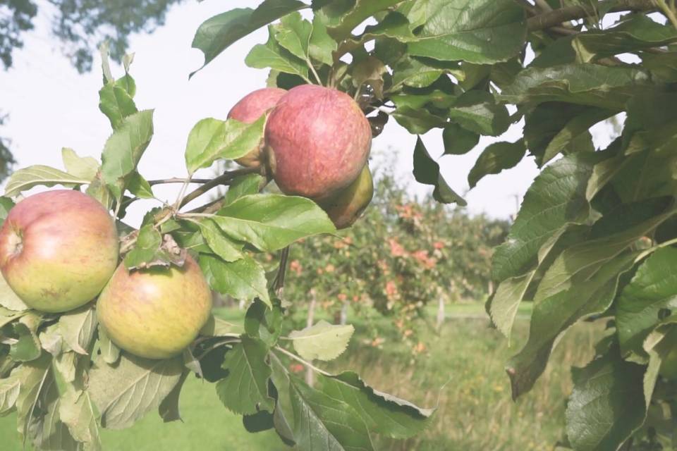 Tanyard Farm