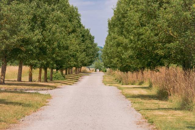 Avenue of limes
