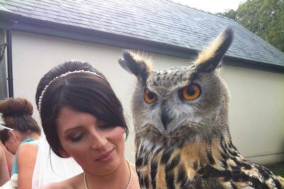 Popeye - European Eagle Owl