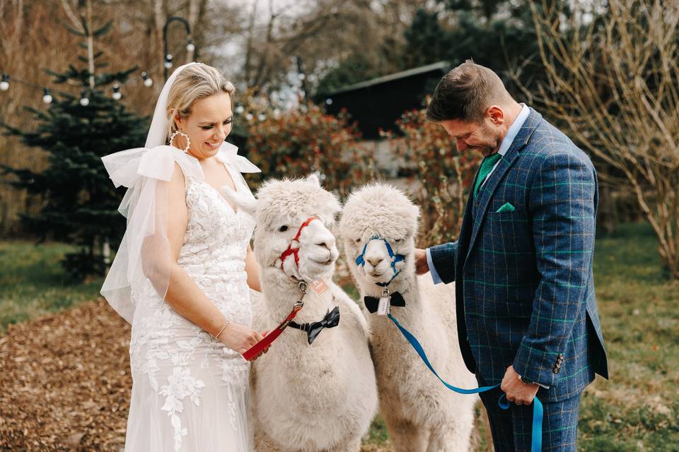 Alpaca cuddes