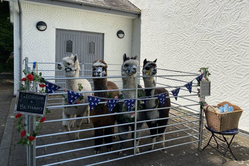 Alpaca Pen & extra alpacas