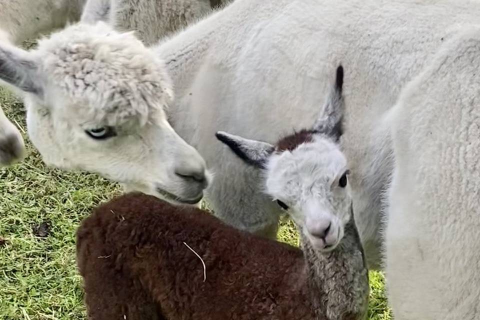 Mum & Cria (baby alpaca)