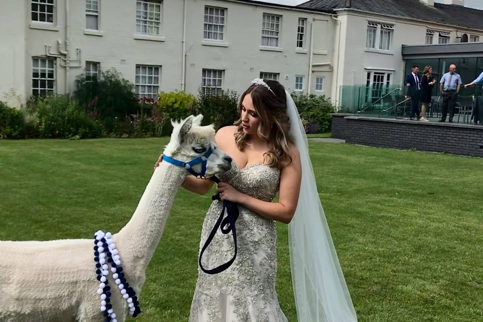 Guest-of-honour with alpacas