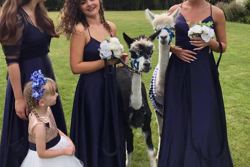 Wedding party with alpacas