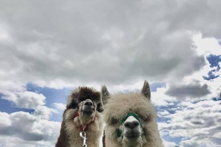 Alpacas