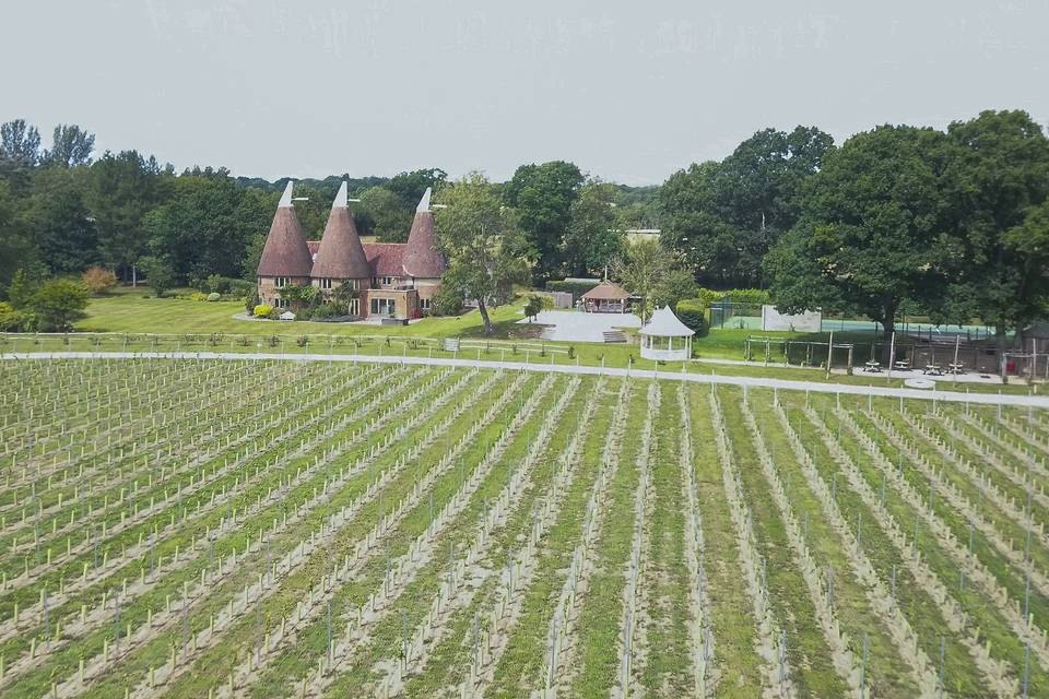 A view across the vineyard