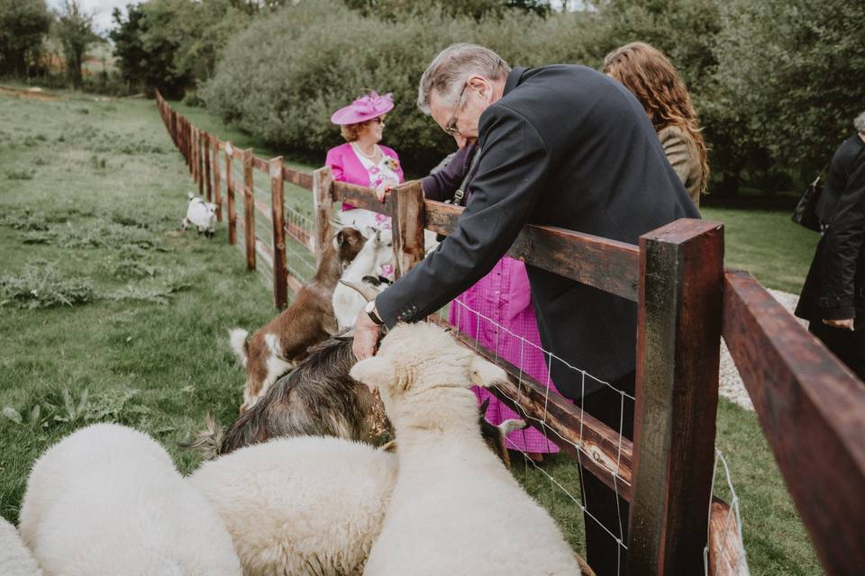 Feeding the animals