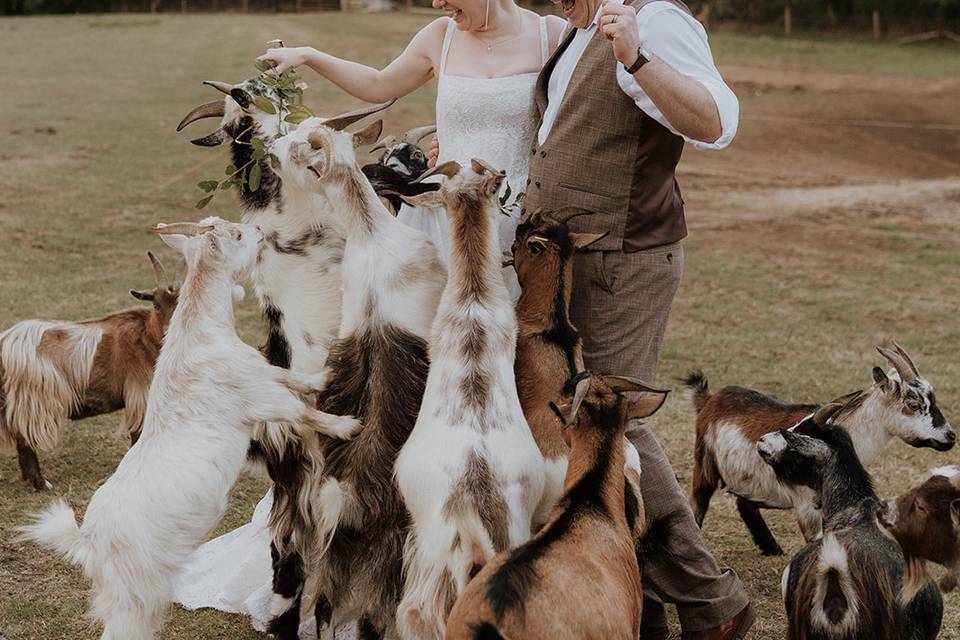 Animal feeding