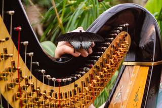 Rebecca Barnes Harpist