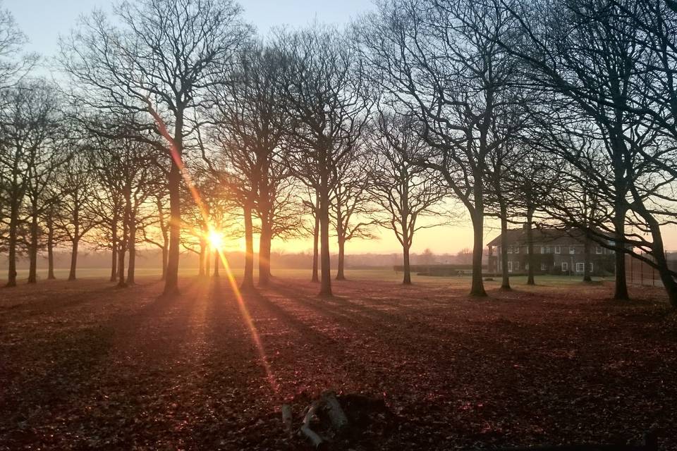 Sunset through the woodland