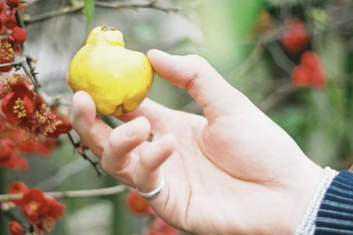 Close up of a quince