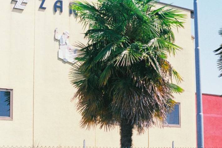 Palm tree