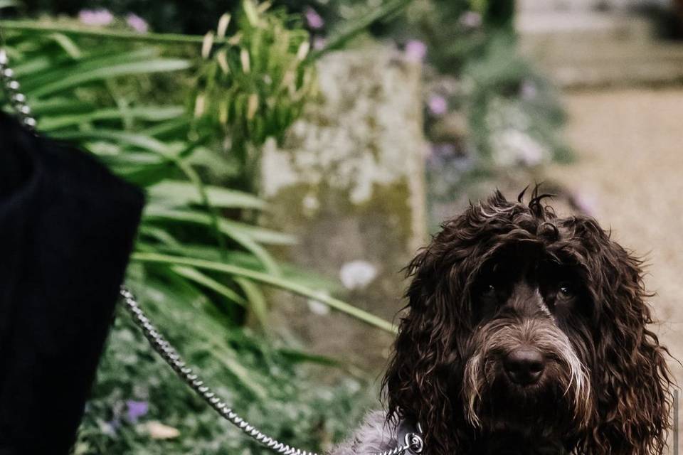 Arlo in his bandana