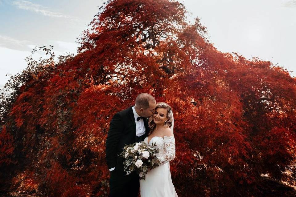Acer Tree