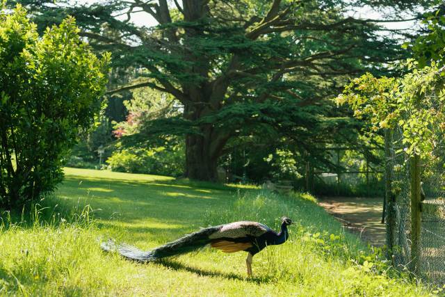 Peacock