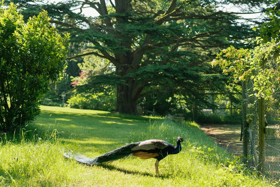 Peacock