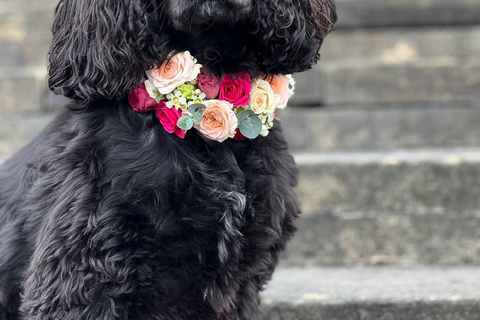 Dog with flower collar