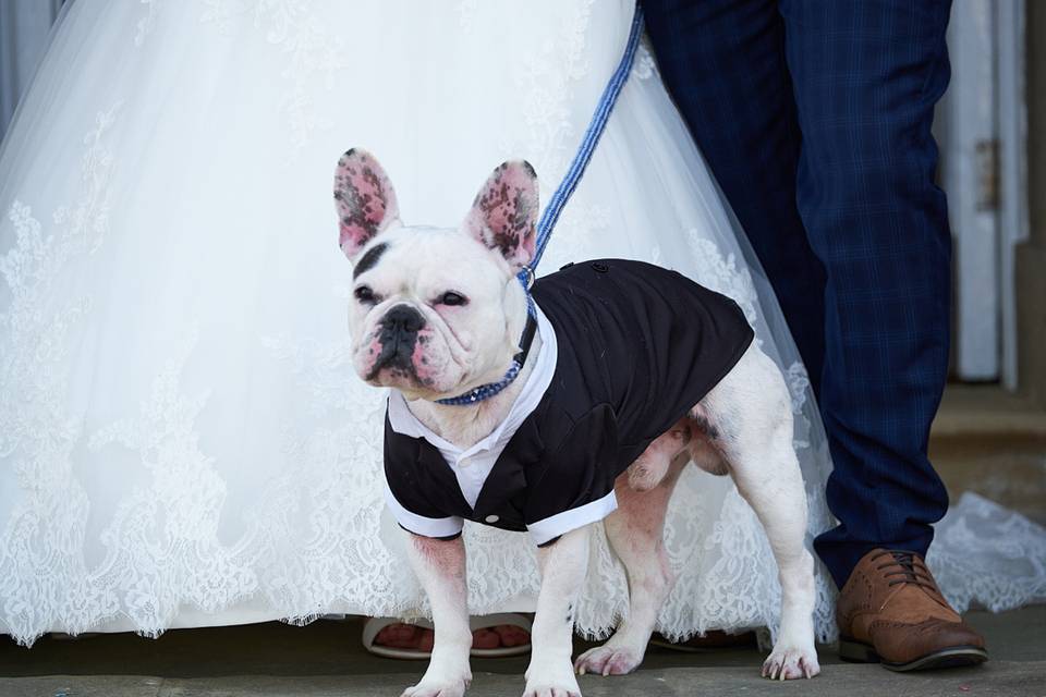 Newky weds dog!