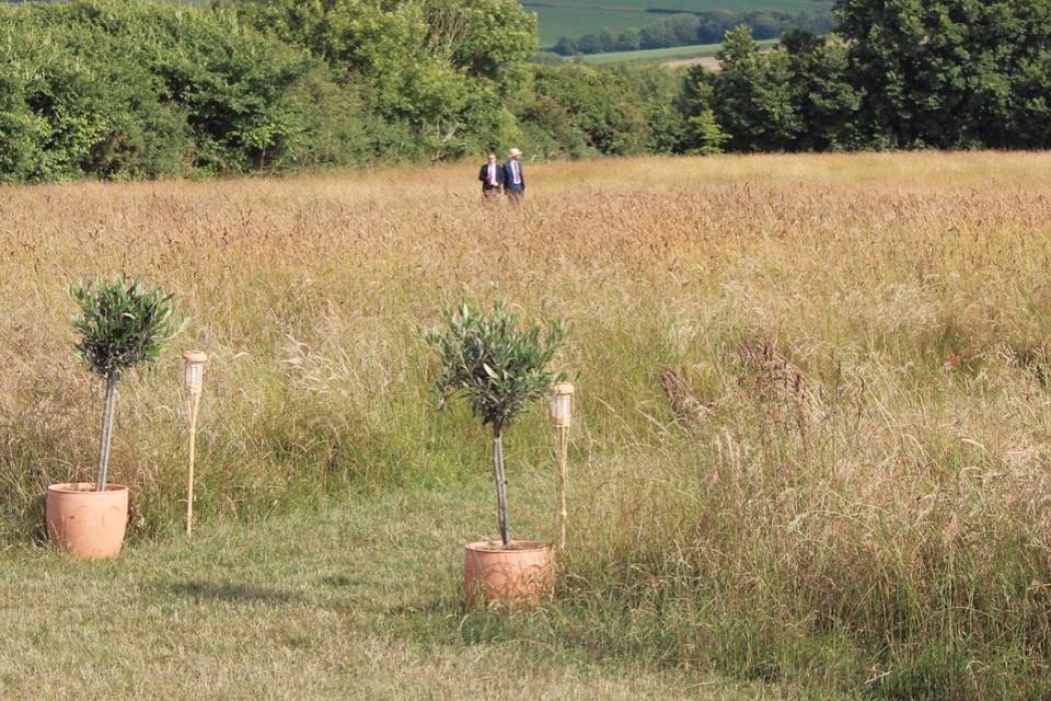 Large meadow