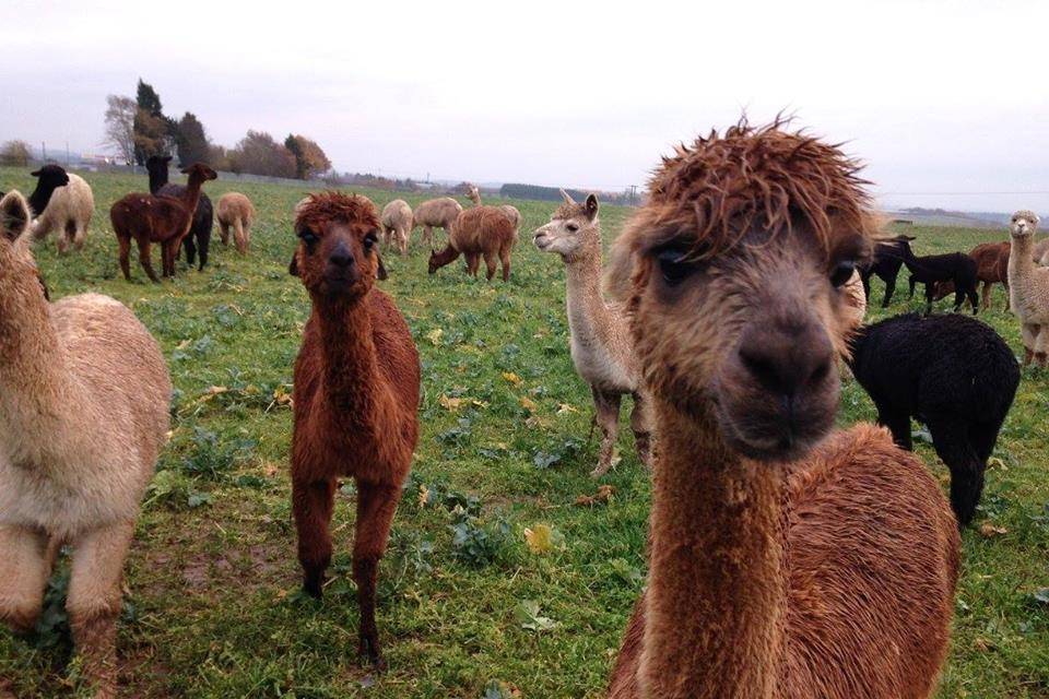 Charnwood Forest Alpacas