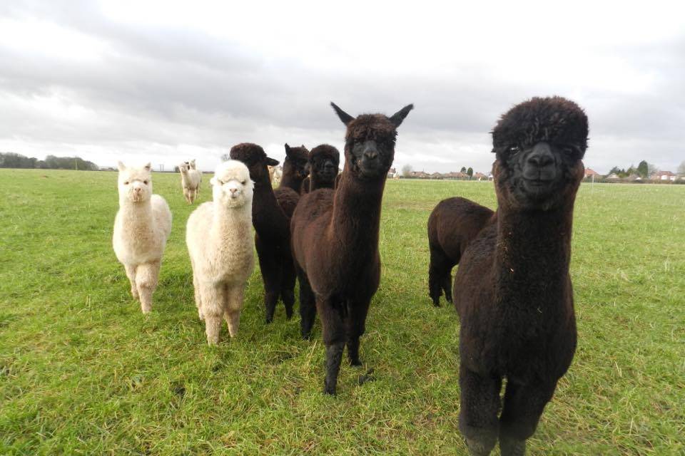 Charnwood Forest Alpacas