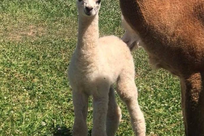 Baby alpaca