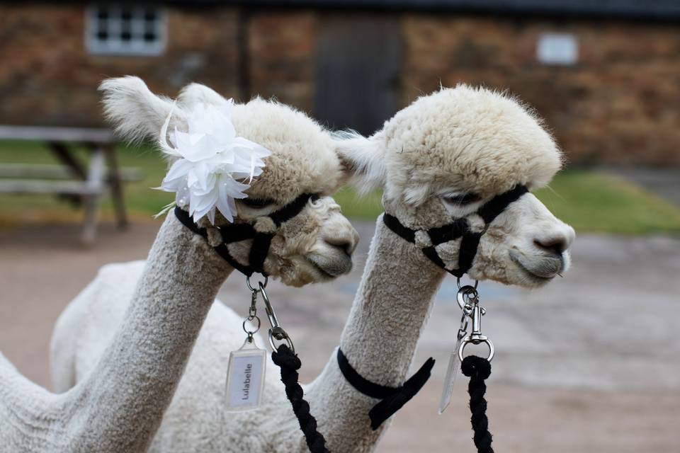 Charnwood Forest Alpacas