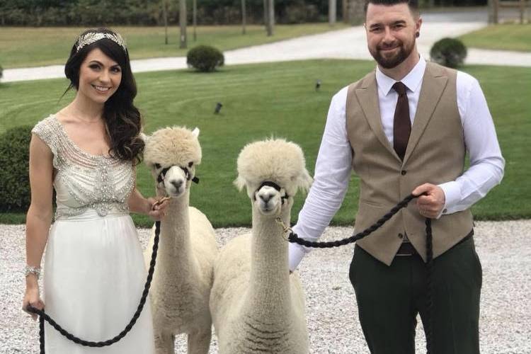 Charnwood Forest Alpacas