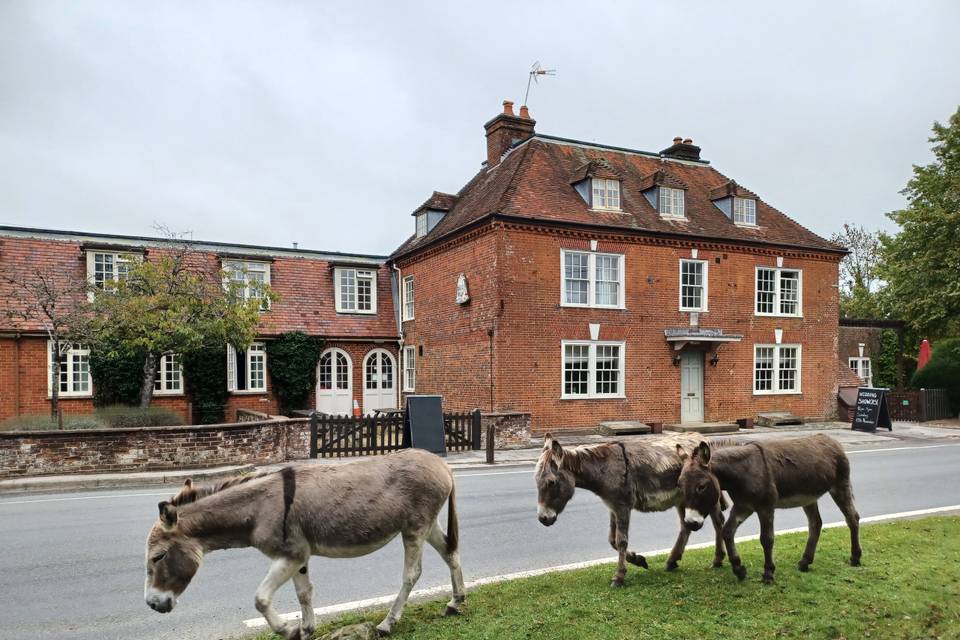 Donkeys and The Bell