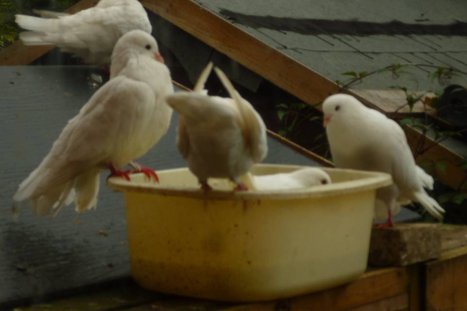 Wedding doves playing