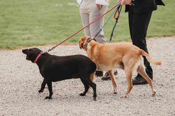 Pet-friendly weddings