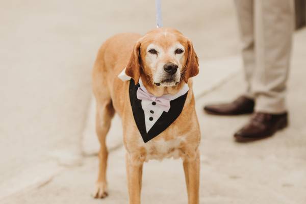 Pet friendly weddings