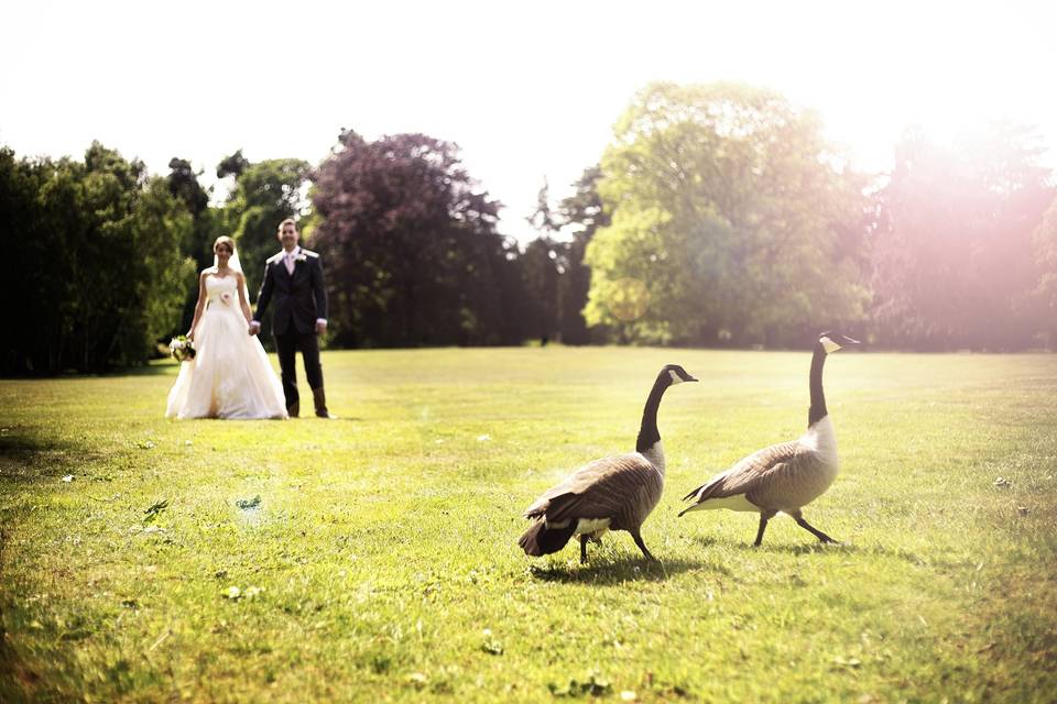 Grounds with Geese