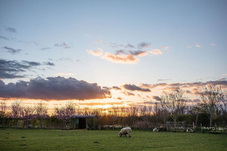 The Sheep