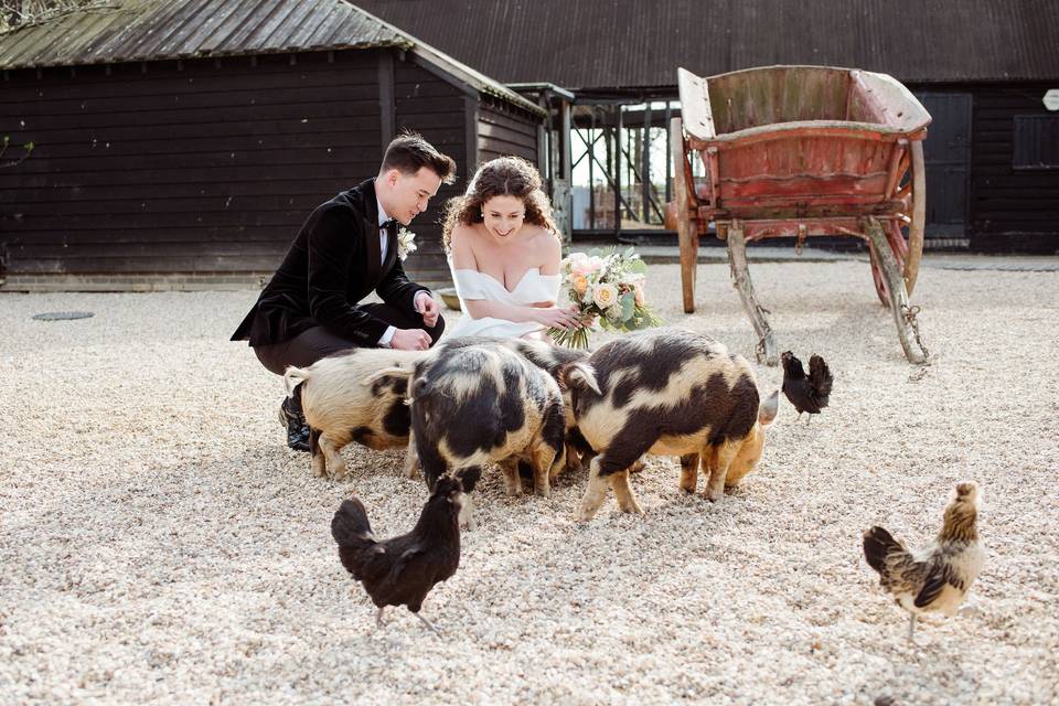 The piggies