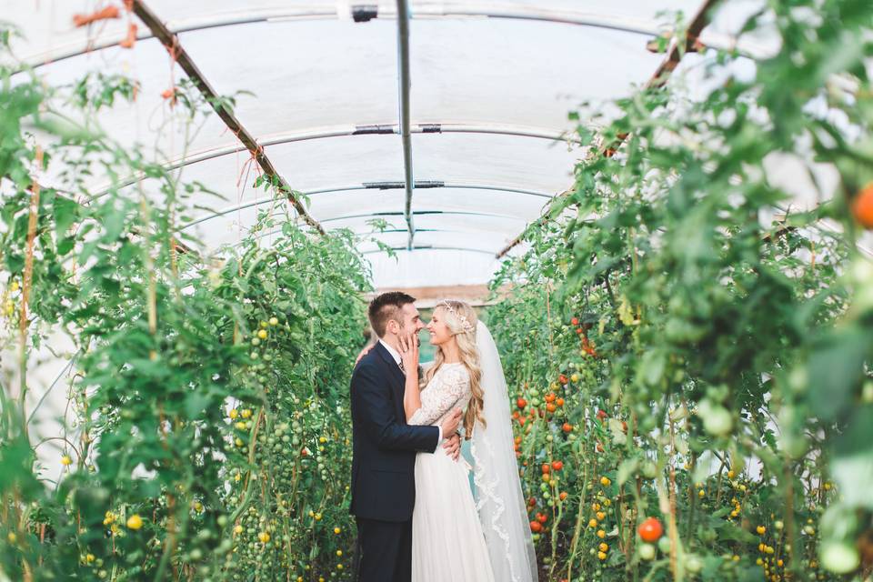 Tomatoes in polytunnels