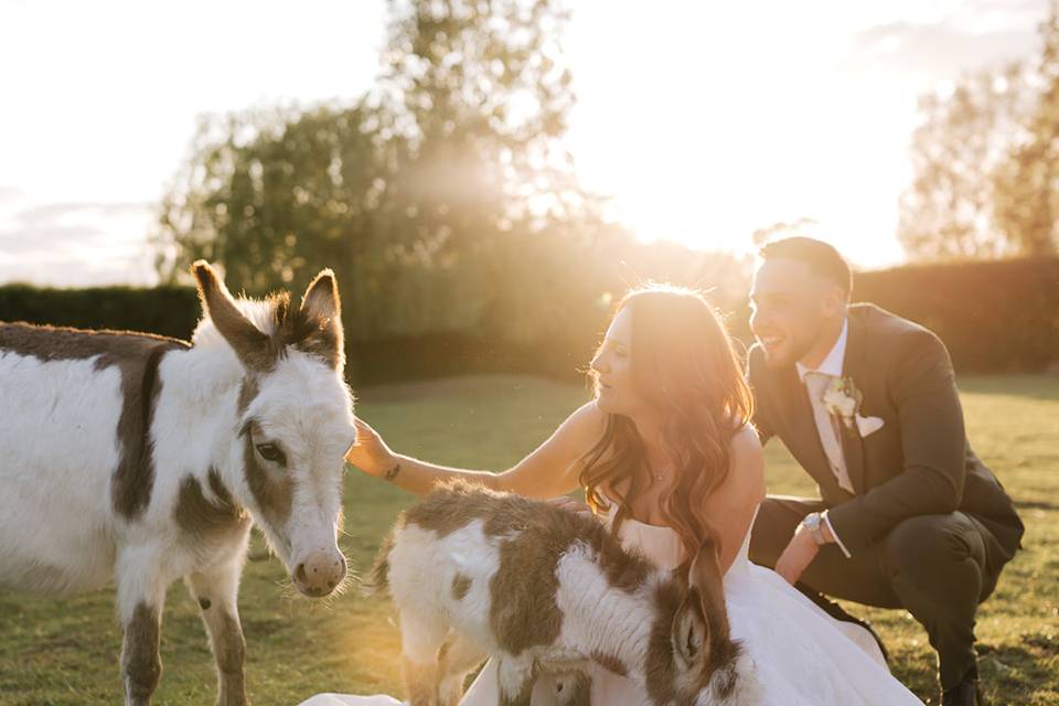 The Donkeys