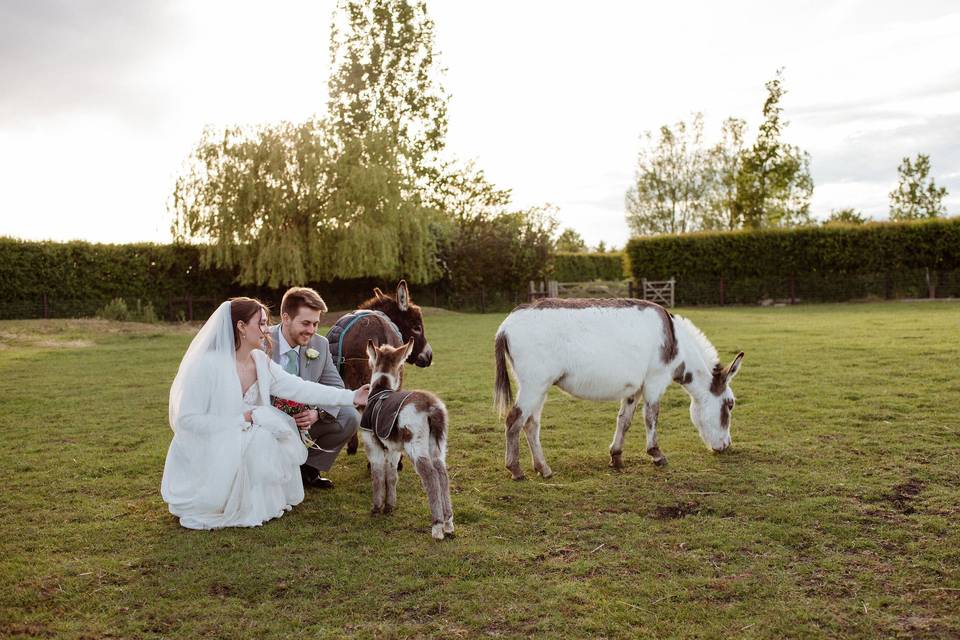 The Donkeys