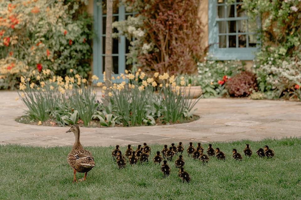 The Ducks