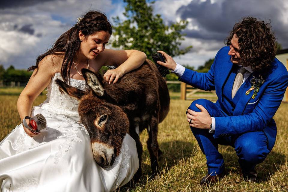 The Donkeys
