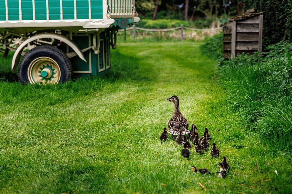 The Ducks