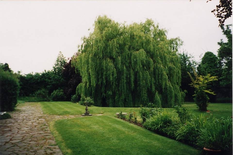 The Willow Tree (Ashton-Lamont Photography)