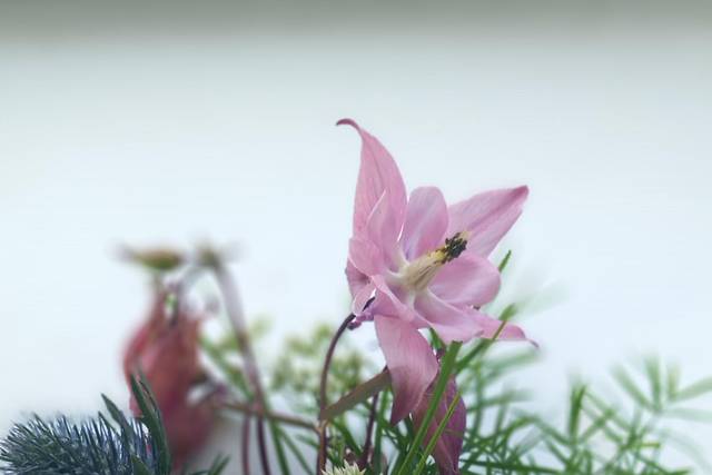 Blue thistle & aquiligea
